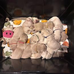 Girl 1 - Golden female Golden Retriever puppy in Ravensdale, Washington from Raven Rock Puppies
