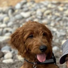 Goldendoodle and Golden Retriever Puppies from High Desert Doodles