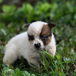 -Boy 1 - Red speckled male Australian Cattle Dog puppy in Kaufman, Texas from Emberwick Ranch