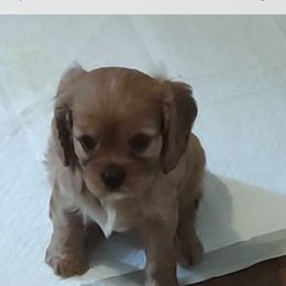 Cavalier King Charles Spaniel Puppies from Grace Cavalier Kingdom