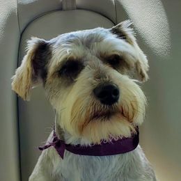 Willie - Miniature Schnauzer