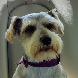 Willie - Miniature Schnauzer