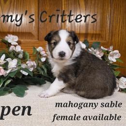 Aspen - Sable and white female Shetland Sheepdog puppy in Plainview, Minnesota from Amy's Critters