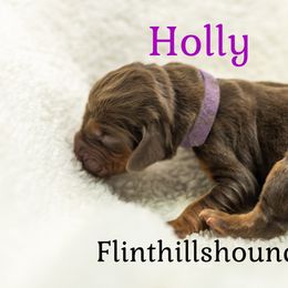 Holly - Liver and tan female Bloodhound puppy in Wamego, Kansas from Flint Hills Hounds
