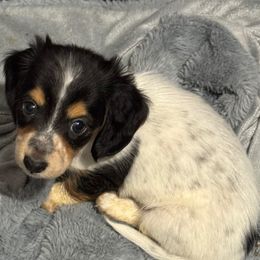 Nessie - Piebald female Dachshund puppy in Nampa, Idaho from 208 Wiener Wiggle Butts LLC