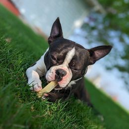Boston Terriers from Royal Boston's