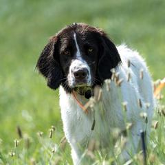 Drentsche Patrijshonds from Good Omens Drents