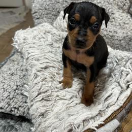 Boy 3 - Black and rust male Miniature Pinscher puppy in Humboldt, Arizona from Nizhoni Miniature Pinschers of ARIZONA