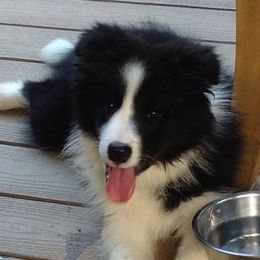 Border Collie and Papillon Puppies from Kerrie Hoover