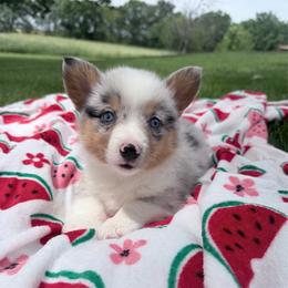 Tide - Blue merle and white male American Corgi puppy in Bloomfield, Iowa from Seven B Corgis & Doxies
