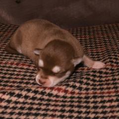 Boy 1 - Red and white male Alaskan Klee Kai puppy in Shelbyville, Tennessee from Gems Rat Terriers