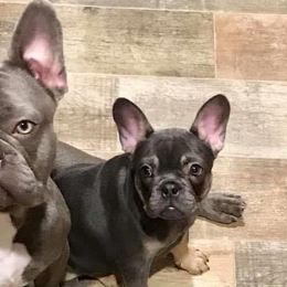 French Bulldogs from Franklee Frenchies