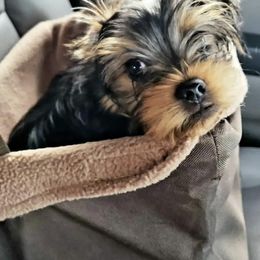 Yorkshire Terrier Puppies from Sharon Gellerman's Yorkshire Terriers