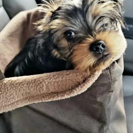 Yorkshire Terrier Puppies from Sharon Gellerman's Yorkshire Terriers