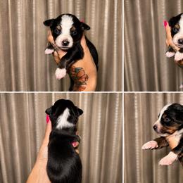 Magnolia - Black tri female Toy Australian Shepherd puppy in Carlsbad, New Mexico from New Mexico Aussies