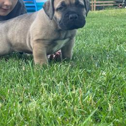 Renegade - Tawny male Boerboel puppy in Flemingsburg, Kentucky from Aussgardian Boerboels