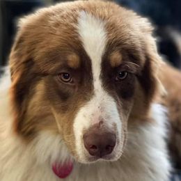 Believe - Australian Shepherd