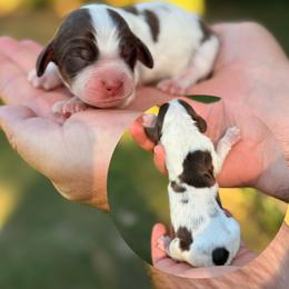 Zebra Cake - Tri-Roan male English Springer Spaniel puppy in Uvalda, Georgia from Willow Creek Farms