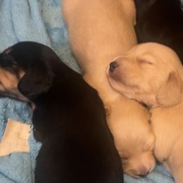 Dachshunds from Mother of Dachshunds