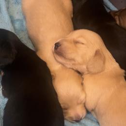 Dachshunds from Mother of Dachshunds