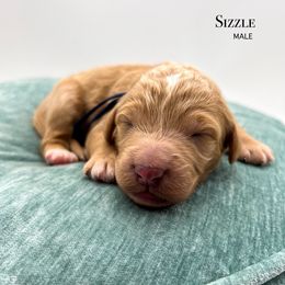 Sizzle - Yellow and white male Bernedoodle puppy in Sunman, Indiana from Brunsman Country Doodles LLC
