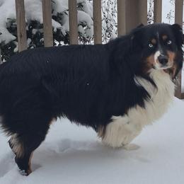Blu - Australian Shepherd