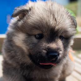 Betsy - Orange Collar - Fawn female Eurasier puppy in Lakewood, Ohio from Exquisite Eurasier