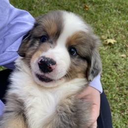 Miniature Australian Shepherd Puppies from Duncan’s Miniature Australian Shepherds