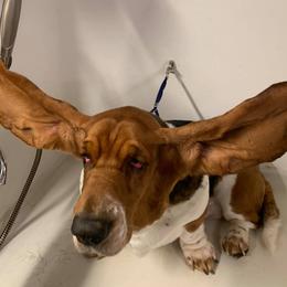 Basset Hound All Grown Up from Hoosier Hounds
