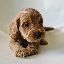 Boston - Red male Cockapoo puppy in Lucas, Ohio from Willow Lane Puppy