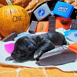 Wednesday - Black female Great Dane puppy in Gainesville, Florida from Your Cuddly Companions