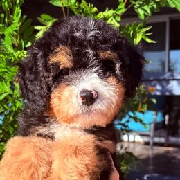 Mavis - Tri-color female Bernedoodle puppy in Tucson, Arizona from Adored Poodle & Doodles