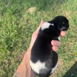 Onyx - Piebald male Dachshund puppy in Palestine, Texas from Vixens Dachshunds