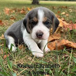 Kricket - Blue tan and white female Beagle puppy in Rogersville, Missouri from Hales Little Beagle Haven