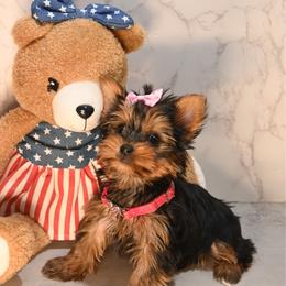 Love - Black and gold female Yorkshire Terrier puppy in Maple Heights, Ohio from Yorkiesllc