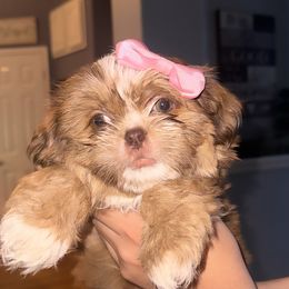 Shih Tzus from Khloe’s Shih Tzus