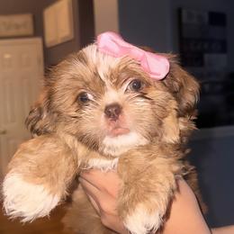 Shih Tzus from Khloe’s Shih Tzus