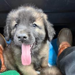 Hank the Tank boy three - Reddish brown male Leonberger puppy in Brandywine, Maryland from QVR Labradors and Leonbergers
