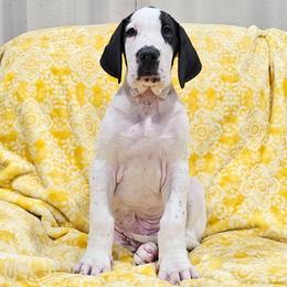 4 Bentley - Mantle male Great Dane puppy in Castle Rock, Washington from Uber Alles Great Danes