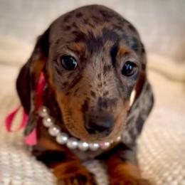 Emberly Kate - Dapple female Dachshund puppy in Sutherland, Virginia from Sutherland Estates Dachshunds