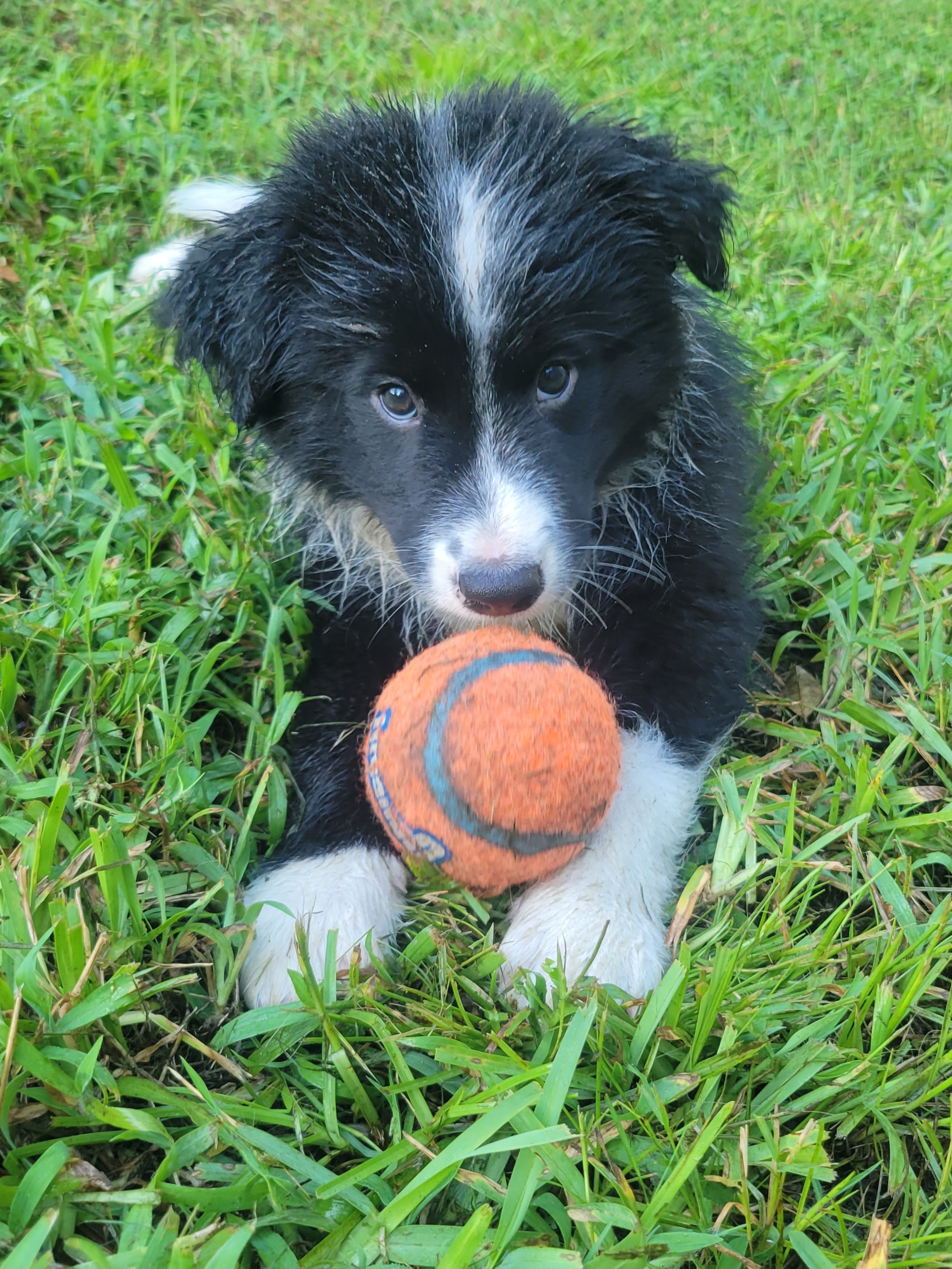Border Collie Puppies from Lucky For You Floridian Border Collies
