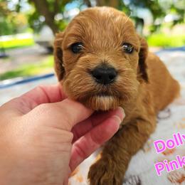 Cockapoo Puppies from Ashley Dedmon