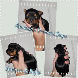 Wyatt - Black and tan male Yorkshire Terrier puppy in Wartburg, Tennessee from Amanda's Precious Pups