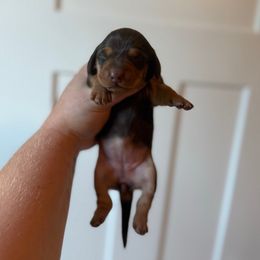 Blair - Chocolate and tan female Dachshund puppy in Lebanon, Tennessee from Thomas Homestead and Rabbitry