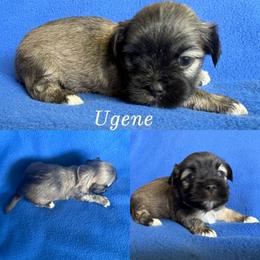 Ugene - Cream male Lhasa Apso puppy in Cincinnati, Ohio from Shangri-La Lhasa Apsos