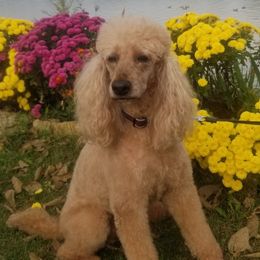 Poodles from Leah's Standard Poodles
