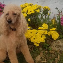 Poodles from Leah's Standard Poodles