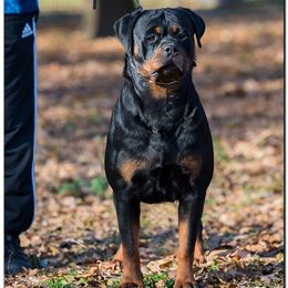 Prada - Rottweiler