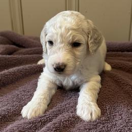 Vivian - Parti female Poodle puppy in Washington, Pennsylvania from Patriotic Poodles