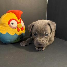 Grey collar - Gray male Cane Corso puppy in Atlanta, Georgia from Brandy Horne